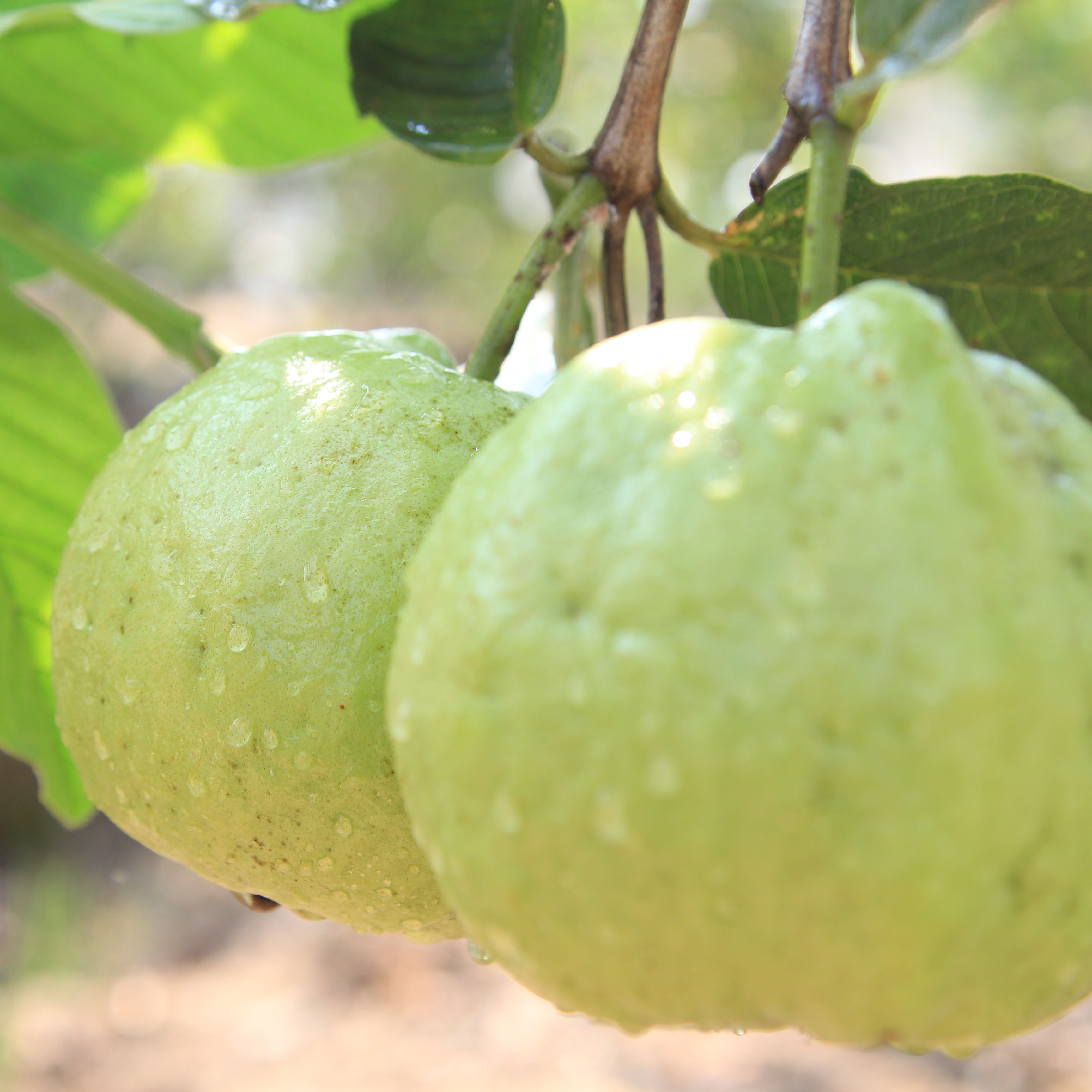 Fresh Fruits