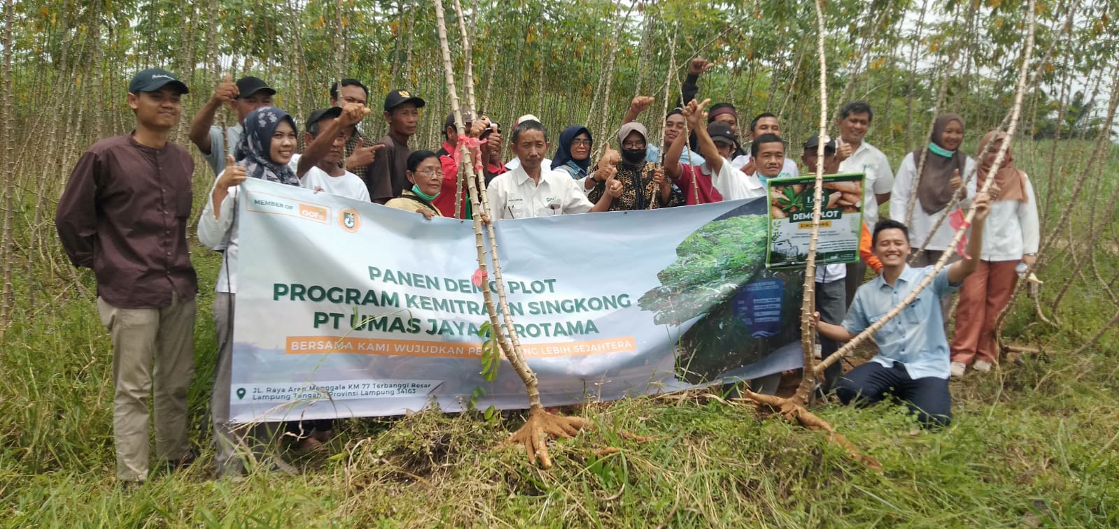 PT Umas Jaya Agrotama First Harvest of Partnership Cassava Demonstration Plot