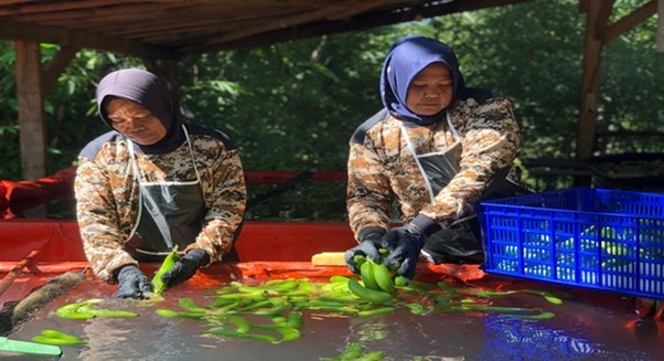 Warungkiara Residents Manage Land Object of Agrarian Reform (TORA) for Cavendish Bananas