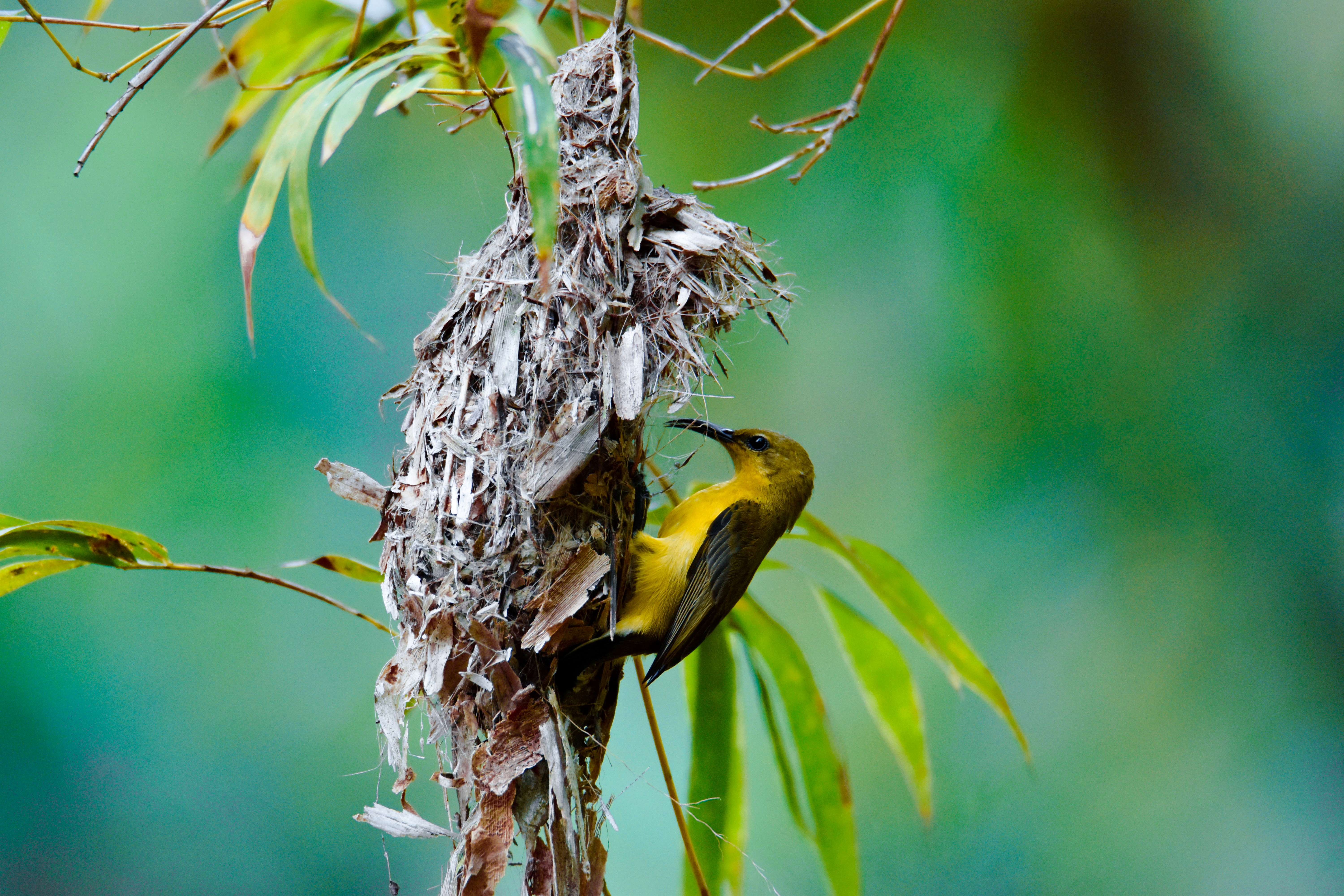 Biodiversity