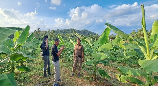 In Lampung, PT GGP Banana Partnership Spreads Across 7 Districts
